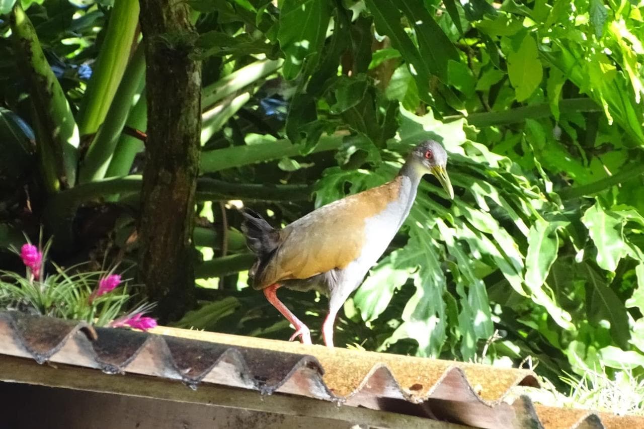 Ave observada em vegetação nativa durante levantamento de fauna
