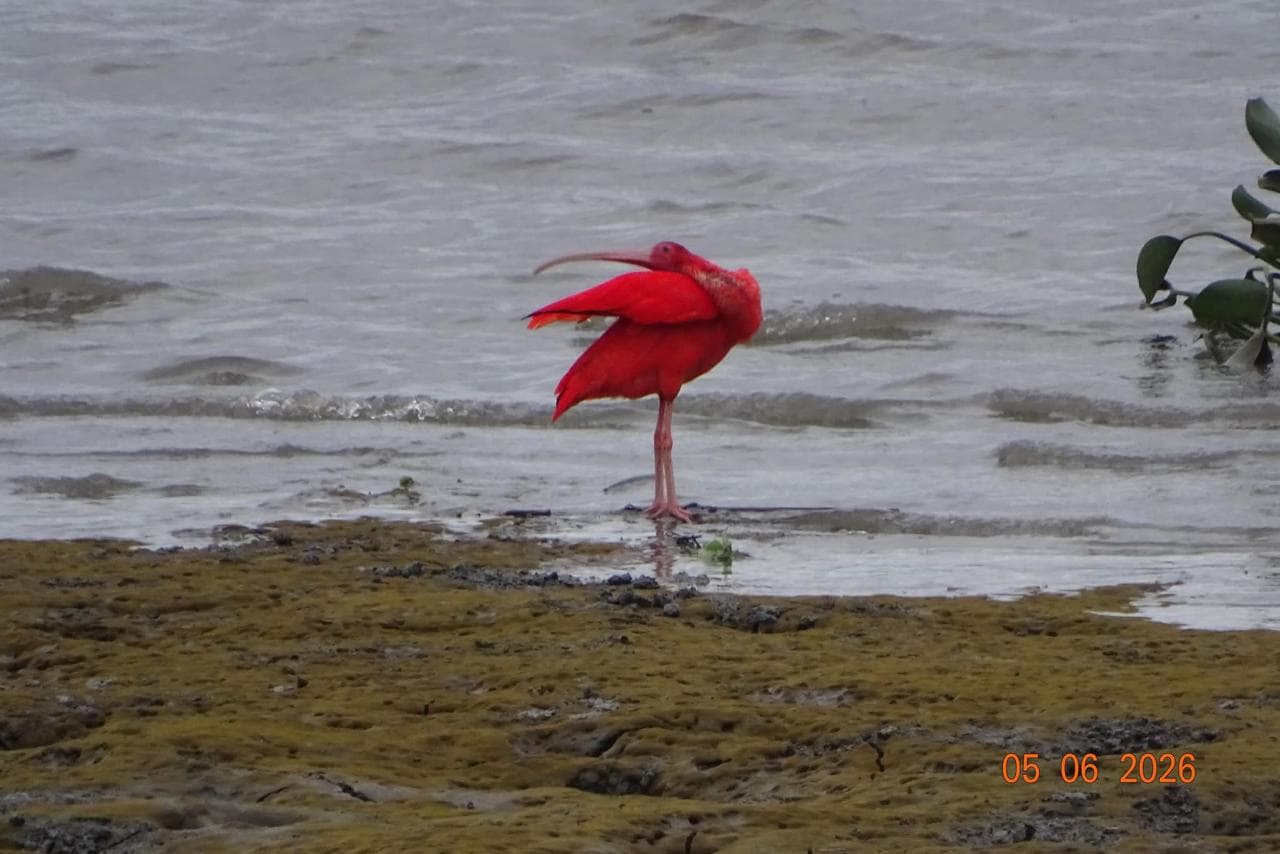 Guará vermelho em ambiente alagado, área de estudo de campo