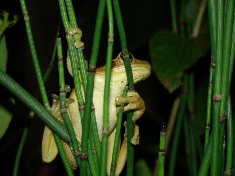 Perereca em vegetação, registro noturno de levantamento de fauna